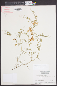 Vicia villosa subsp. varia image