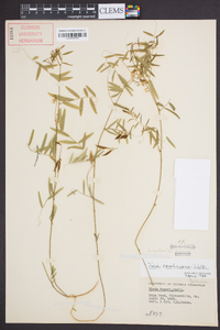 Vicia caroliniana image