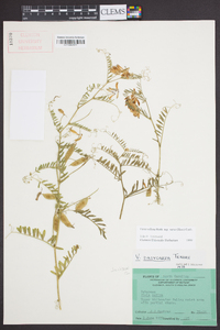 Vicia villosa subsp. varia image