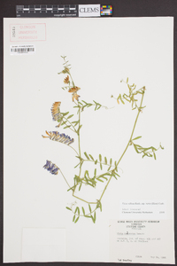 Vicia villosa subsp. varia image