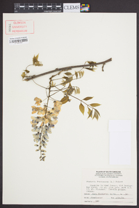 Wisteria frutescens image