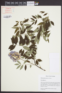 Wisteria frutescens image