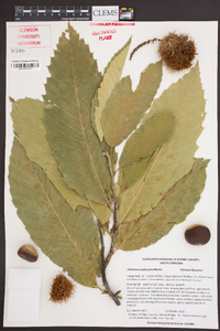 Castanea mollissima image