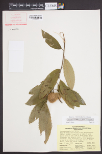 Castanea pumila var. pumila image