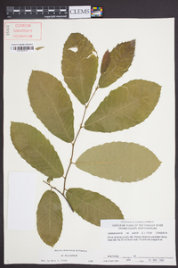 Castanea pumila var. pumila image