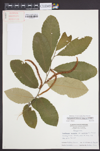 Castanea pumila var. pumila image