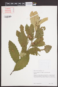 Castanea pumila var. ashei image