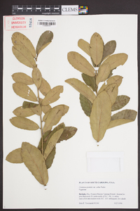 Castanea pumila var. ashei image