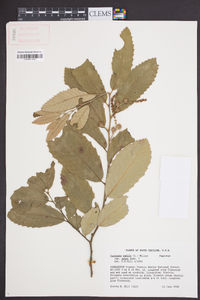 Castanea pumila var. ashei image