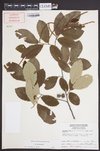 Castanea pumila var. ashei image