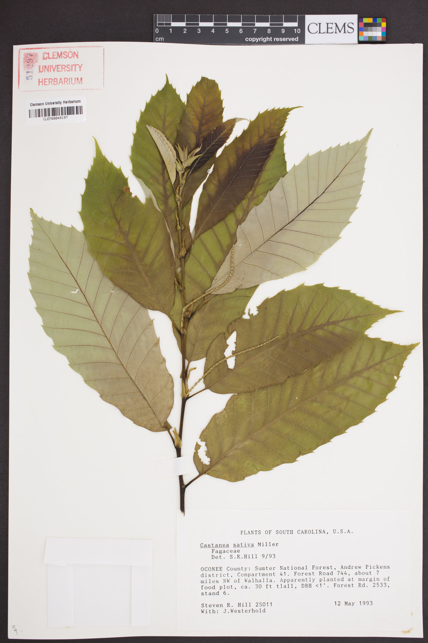 Castanea sativa image
