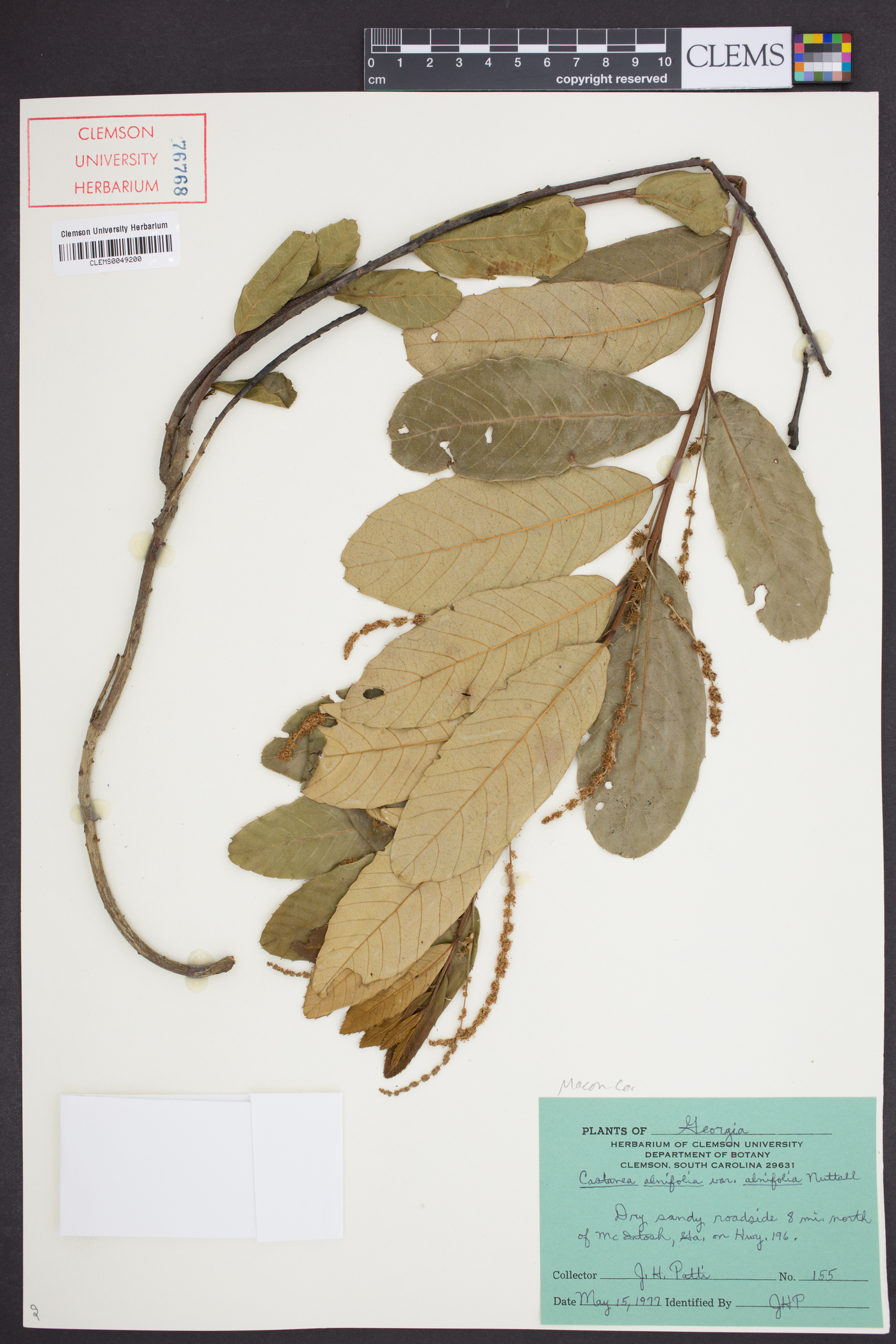 Castanea alnifolia var. alnifolia image