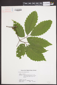 Castanea dentata image