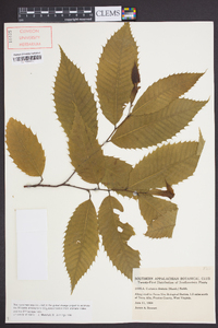 Castanea dentata image