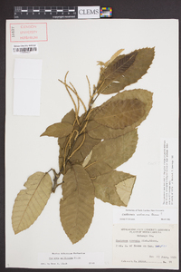 Castanea mollissima image