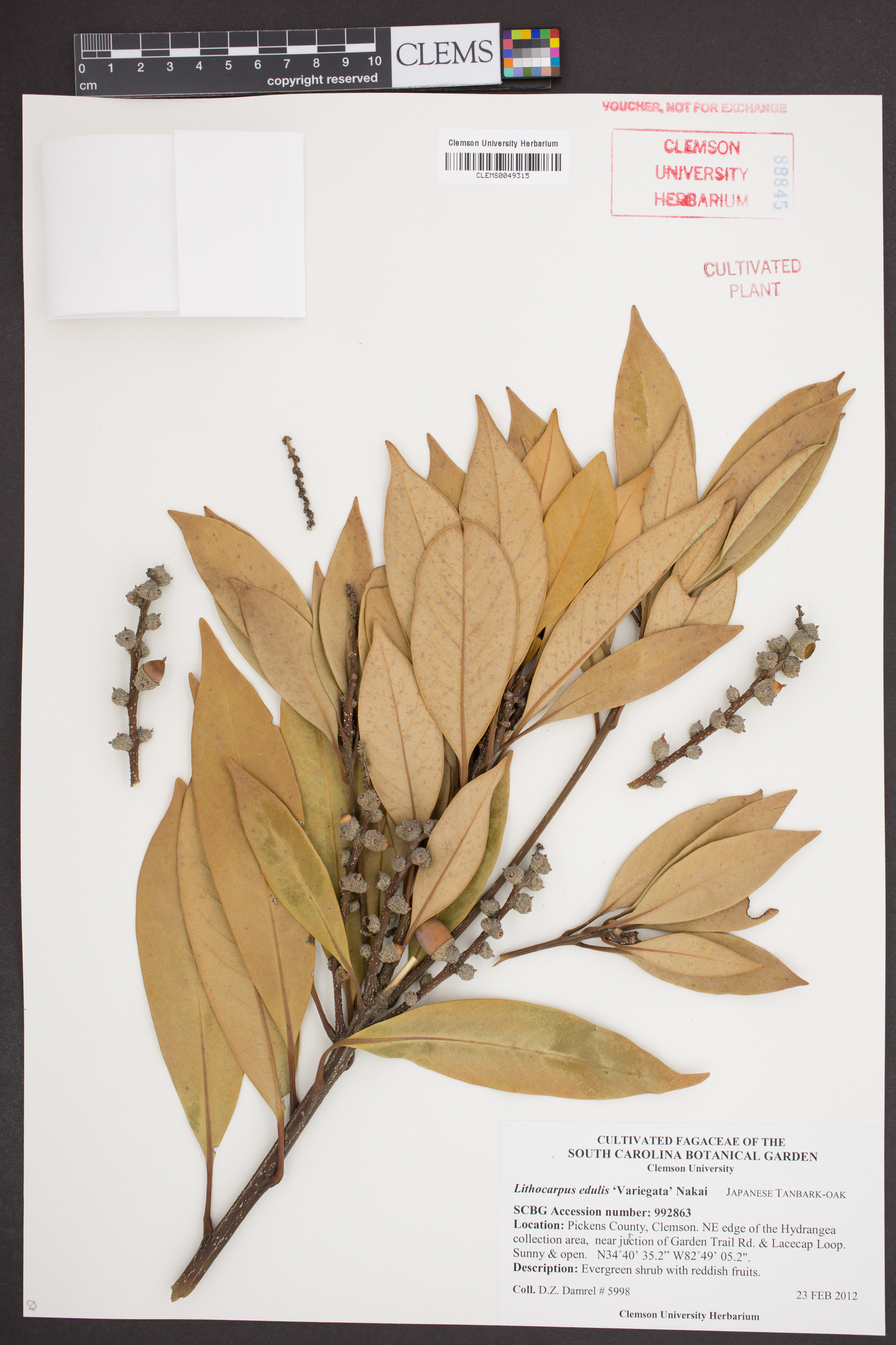 Lithocarpus edulis image