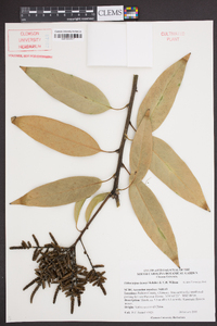 Lithocarpus henryi image