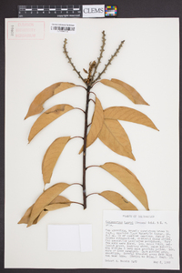 Lithocarpus henryi image