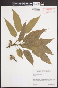 Quercus acutissima image