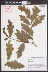 Quercus austrina image