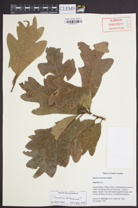 Quercus austrina image