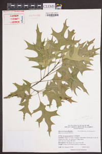 Quercus texana image