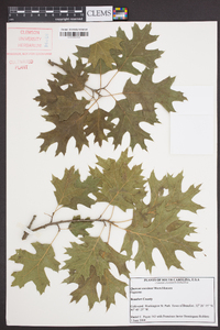 Quercus coccinea image