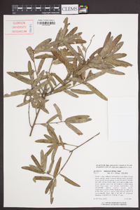 Quercus pumila image