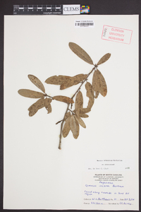 Quercus incana image