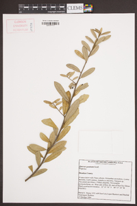 Quercus geminata image