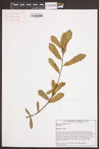 Quercus geminata image