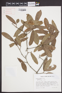 Quercus incana image