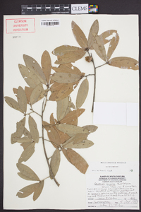 Quercus incana image