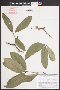 Quercus incana image