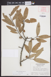 Quercus incana image