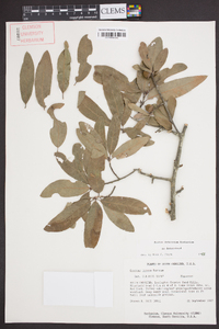 Quercus incana image