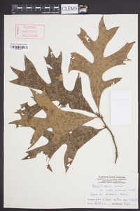 Quercus laevis image