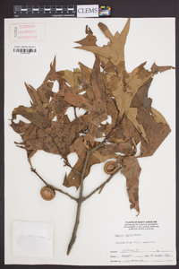 Quercus laevis image