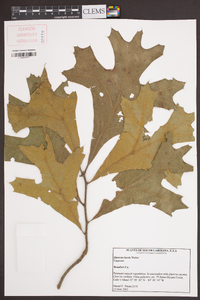 Quercus laevis image