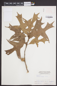 Quercus laevis image