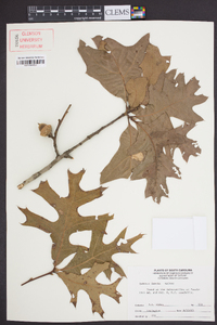 Quercus laevis image