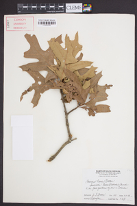 Quercus laevis image