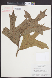 Quercus laevis image