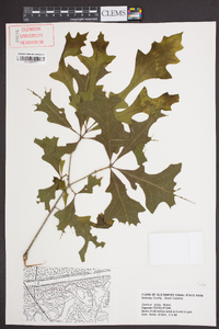 Quercus lyrata image