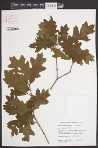 Quercus lyrata image