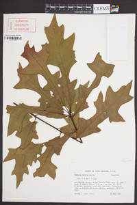 Quercus lyrata image