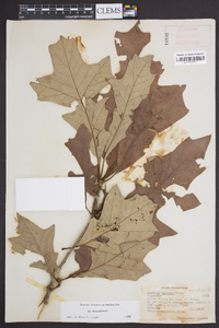 Quercus lyrata image