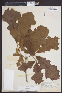 Quercus lyrata image