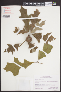 Quercus lyrata image