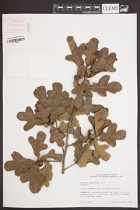 Quercus margarettae image